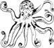 octopus