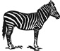 zebra